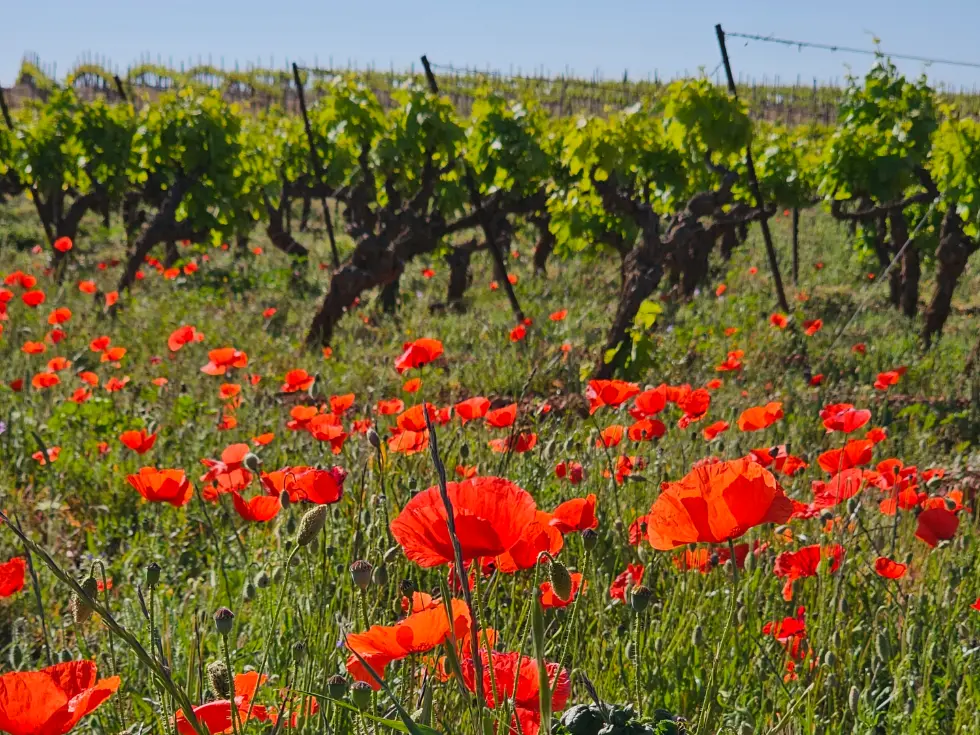 Vitis Fabula - Grappe expérience