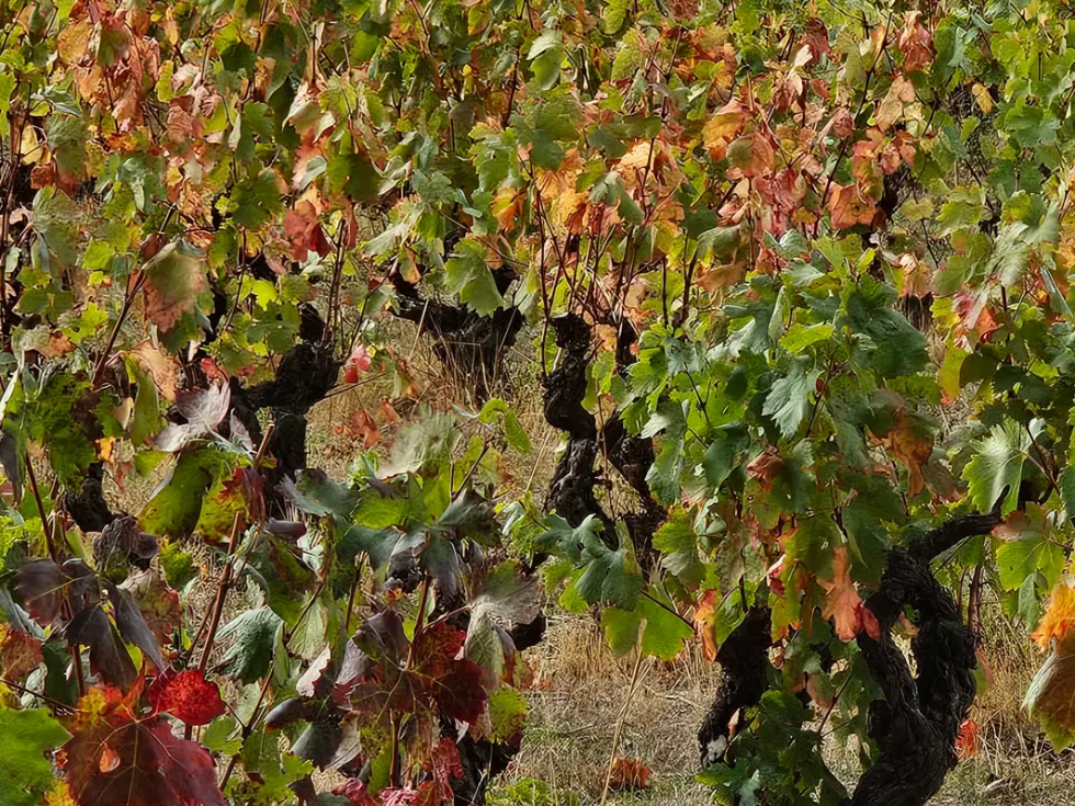 Vitis Fabula - Grappe expérience